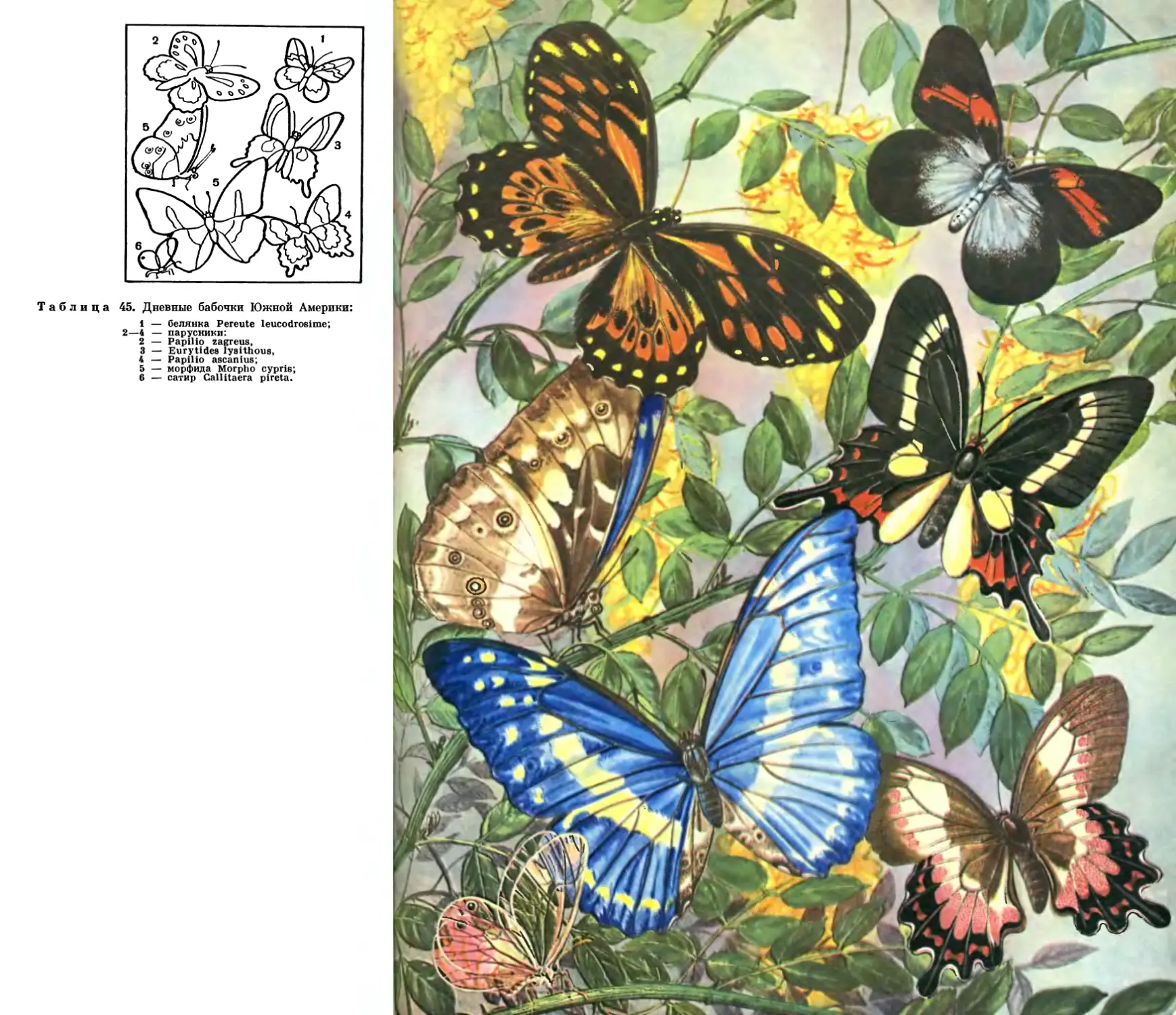 45. Дневные бабочки Южной Америки