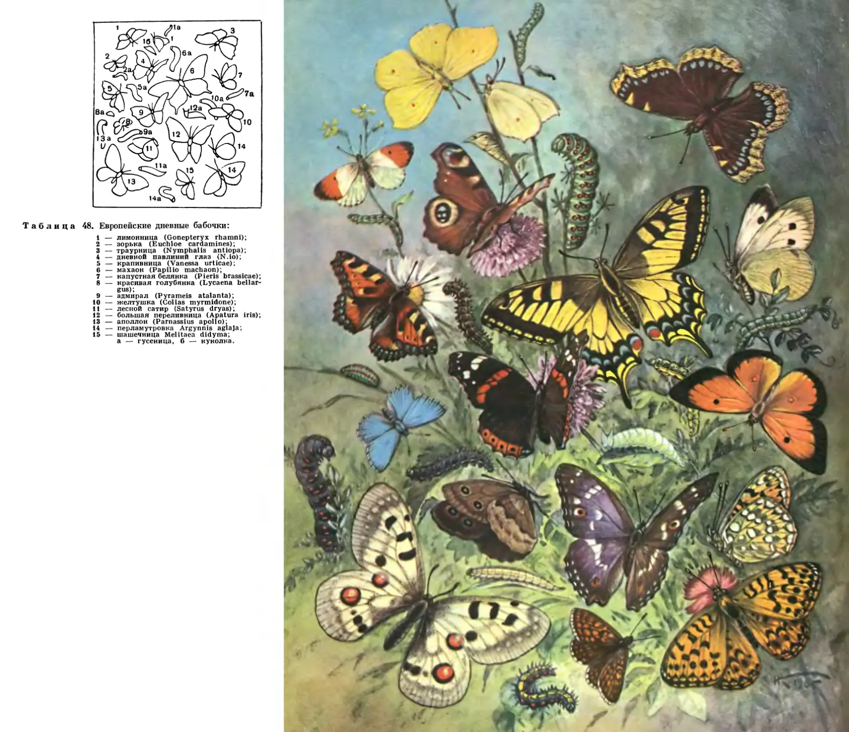 48. Европейские дневные бабочки