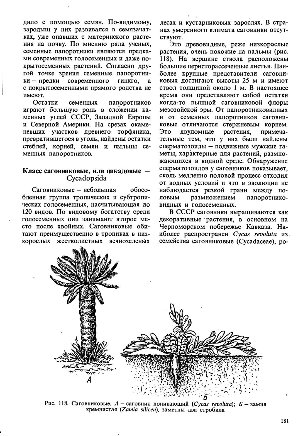 Класс саговниковые, или цикадовые - Cycadopsida