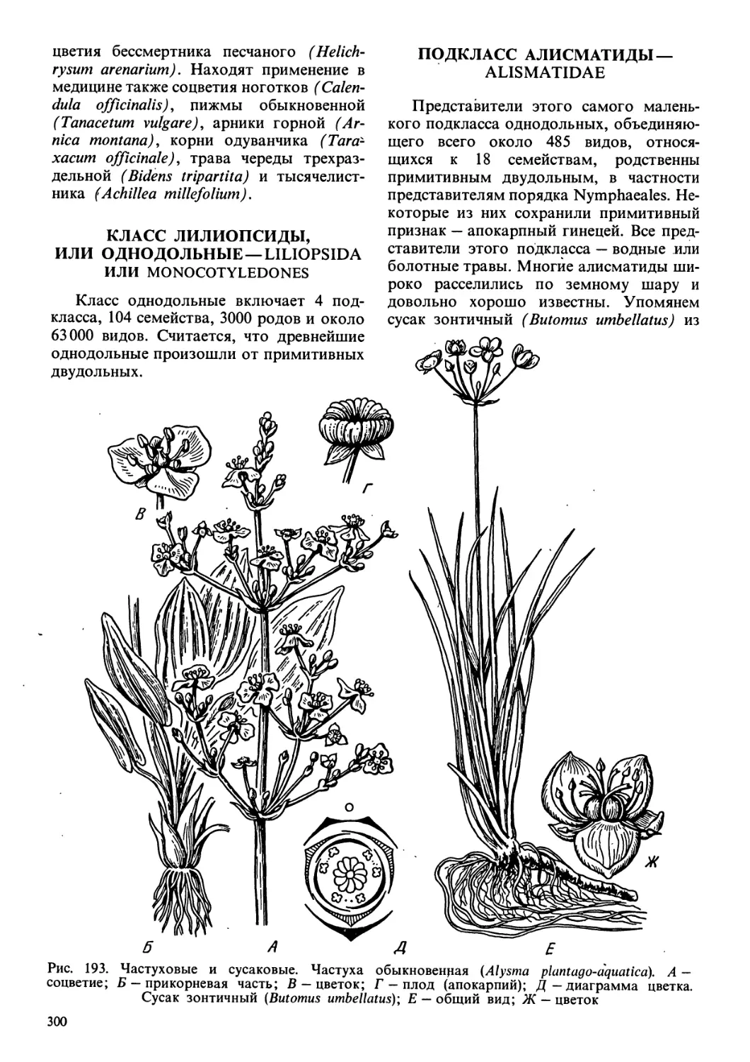 Класс лилиопсиды, или однодольные - Liliopsida, или Monocotyledones
Подкласс алисматиды - Alismatidae