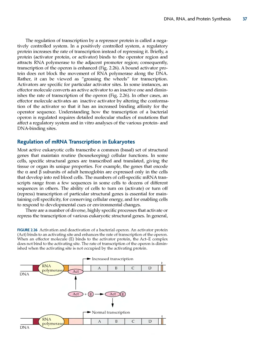 Regulation of mRNA transcription in Eukaryotes