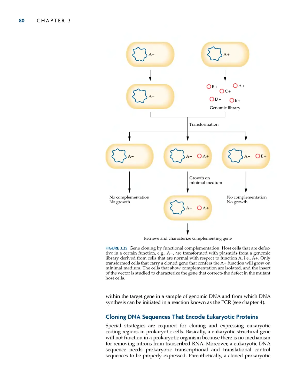 Cloning DNA Sequences that Encode Eukaryotic Proteins