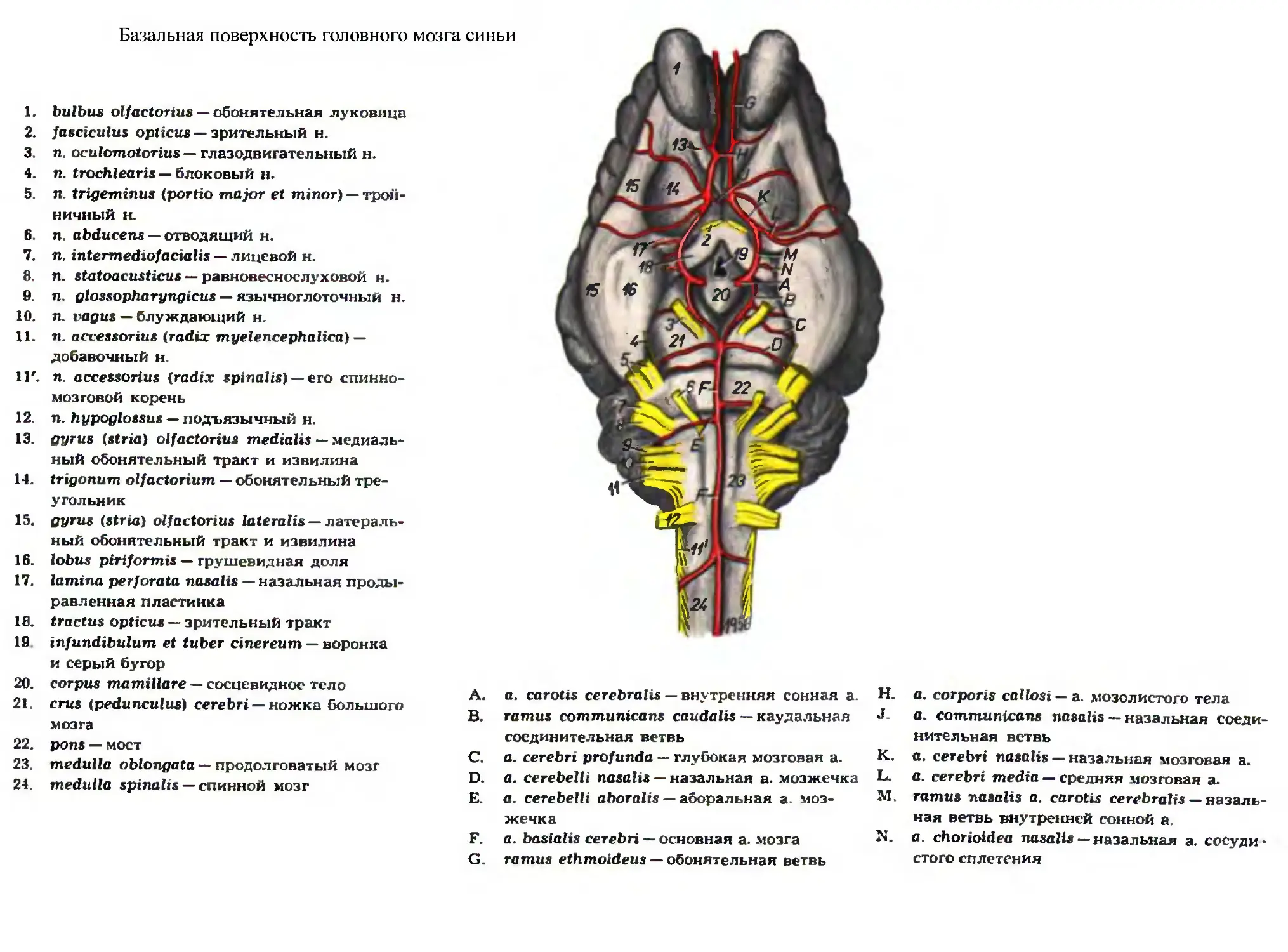 Базальная поверхность головного мозга анатомия