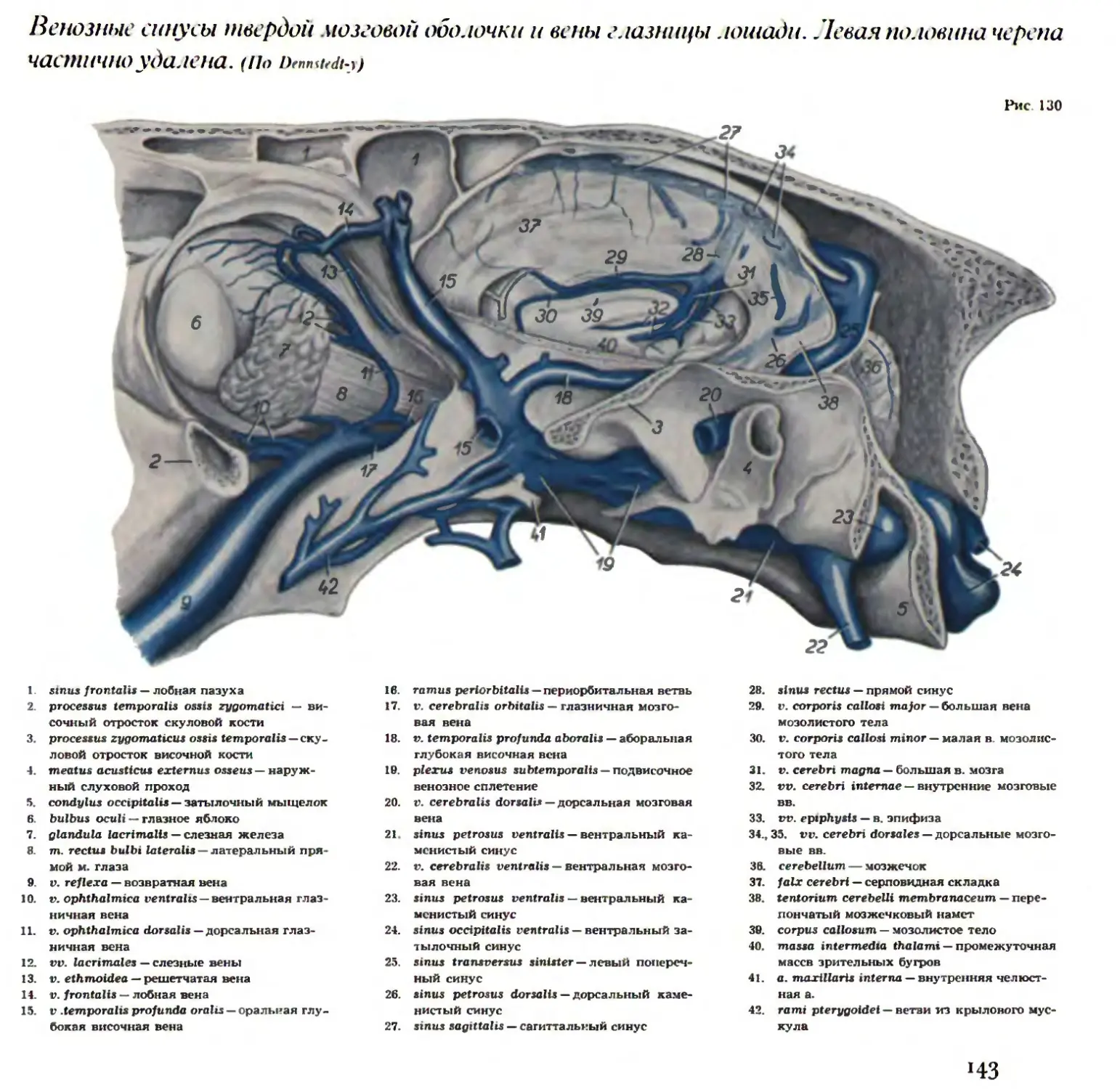 Схема венозных синусов головного мозга