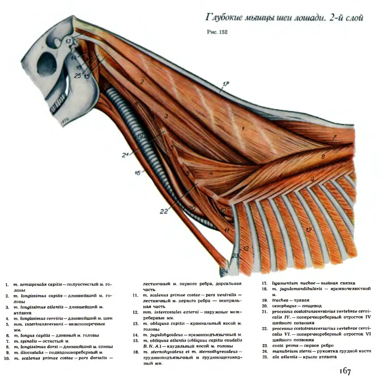 Пластыревидная мышца у лошади