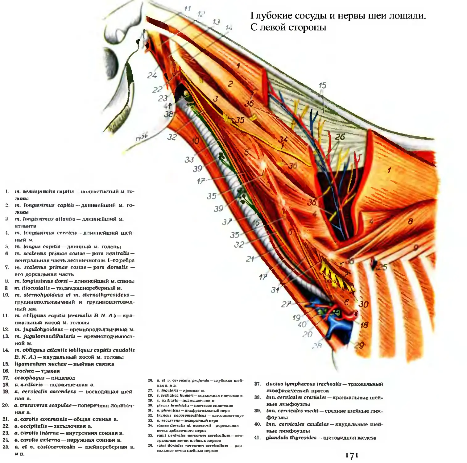 Артерия у свиньи где находится фото. Мышцы головы и шеи анатомия животных. Анатомия области шеи сосуды нервы. Сосуды и нервы головы КРС.