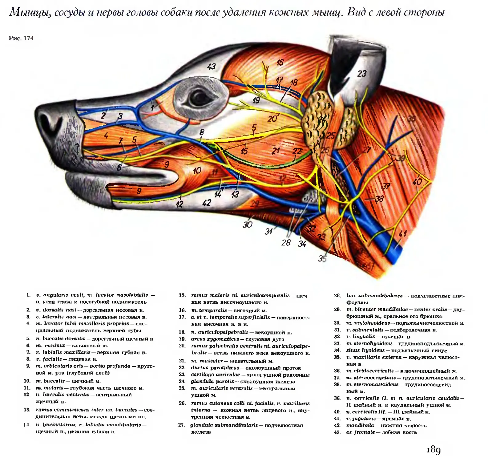 Тройничный нерв анатомия животных