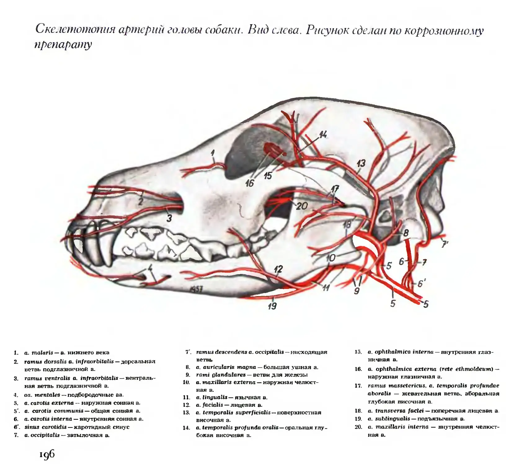Артерия у свиньи где находится фото. Скелетотопия артерий головы лошади. Артерии и вены головы собаки. Артерии и вены собак анатомия.