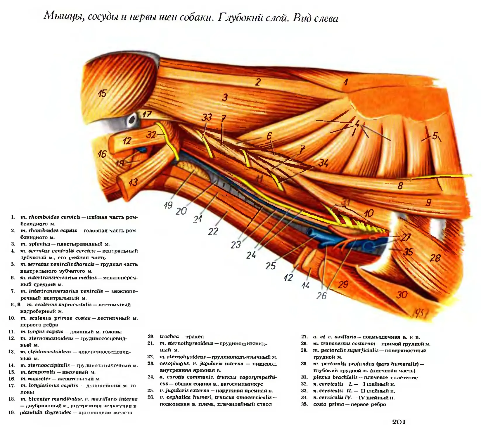 периферическая вена у человека