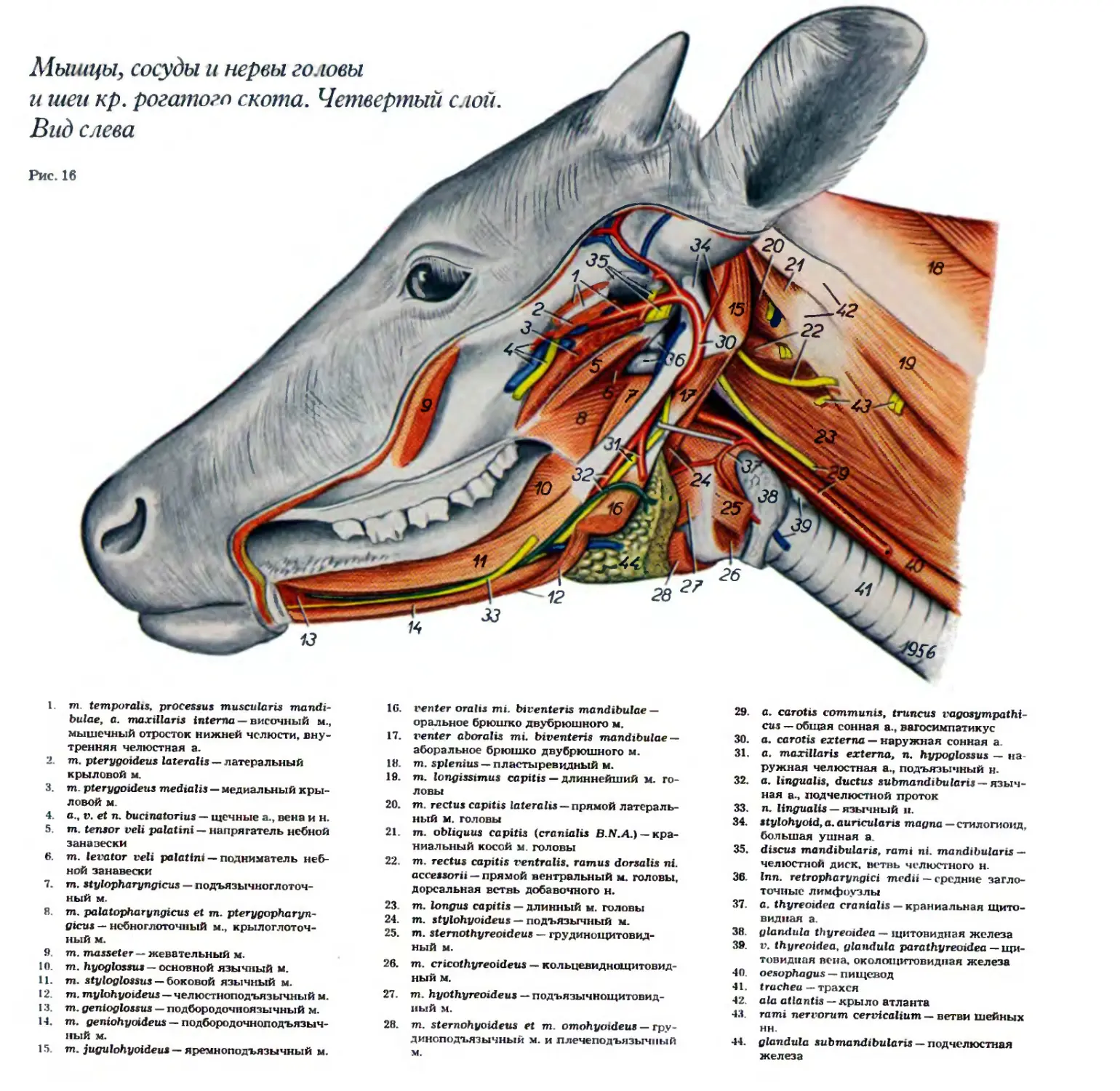 Артерия у свиньи где находится фото. Строение КРС анатомия. Анатомия шеи КРС. Мышцы головы крупного рогатого скота. Строение мышц КРС.