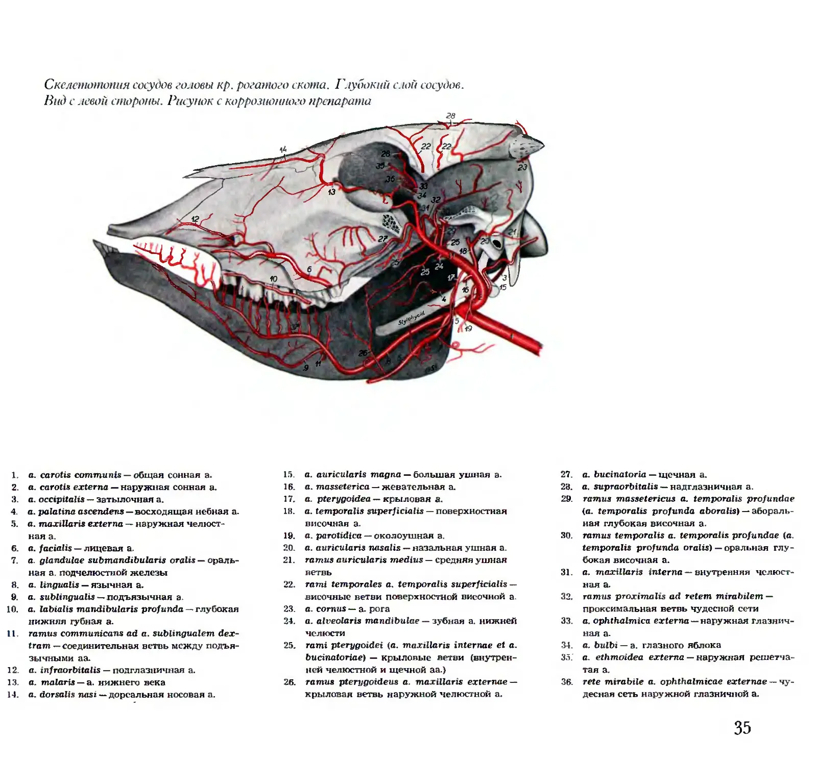 где у свиньи сонная артерия и яремная вена