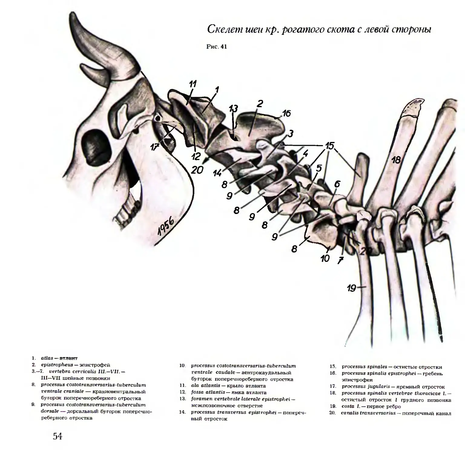 Анатомия грудных позвонков крупного рогатого скота
