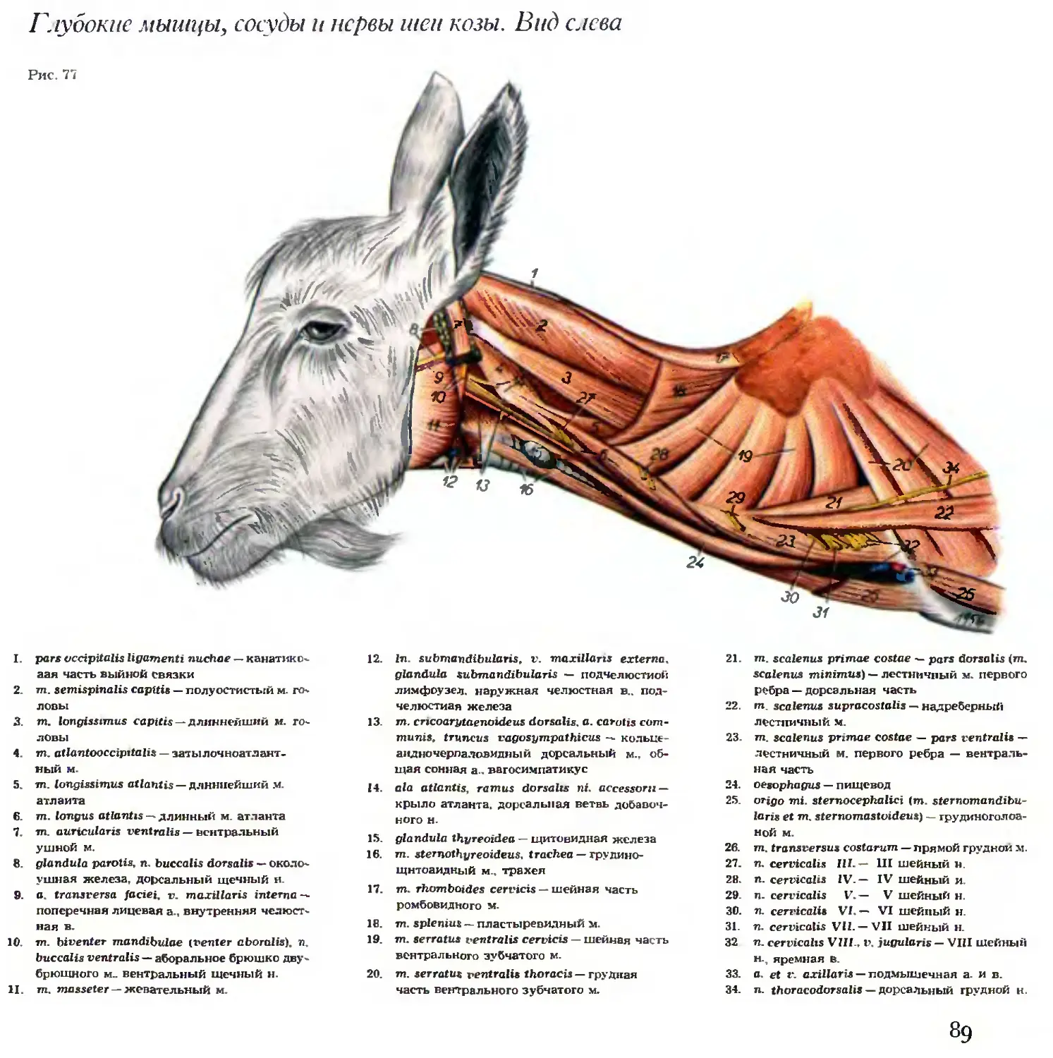 где у свиньи сонная артерия и яремная вена