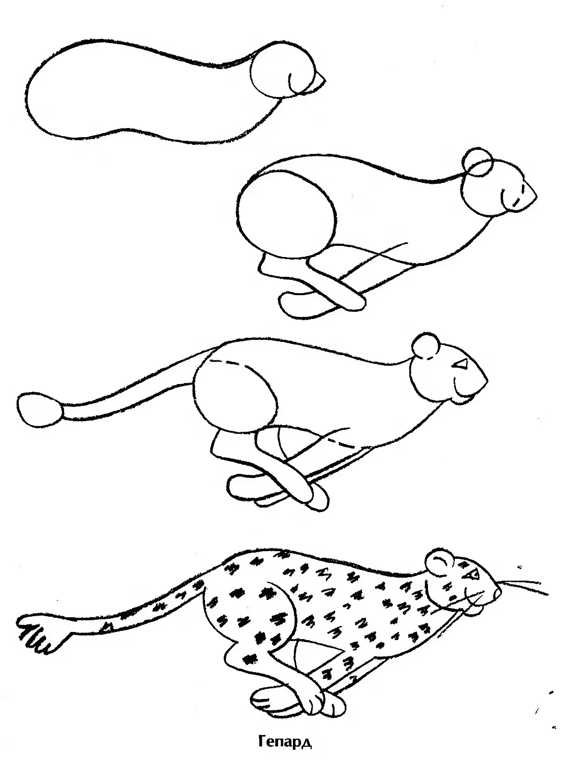 Поэтапное рисование гепарда