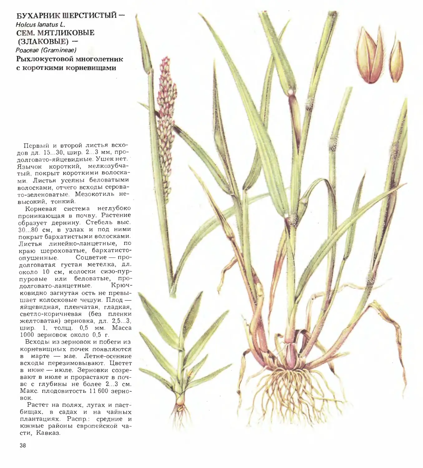 Сорные растения казахстана