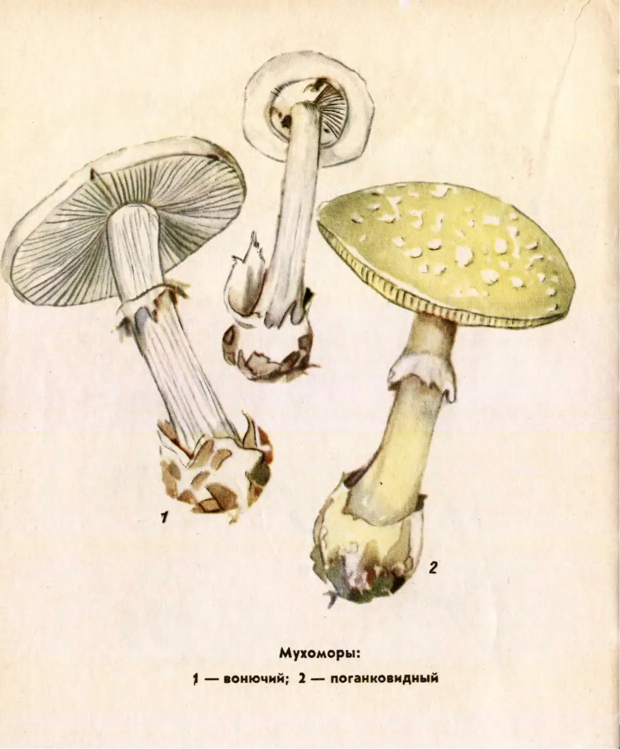 Бледная поганка рисунок карандашом