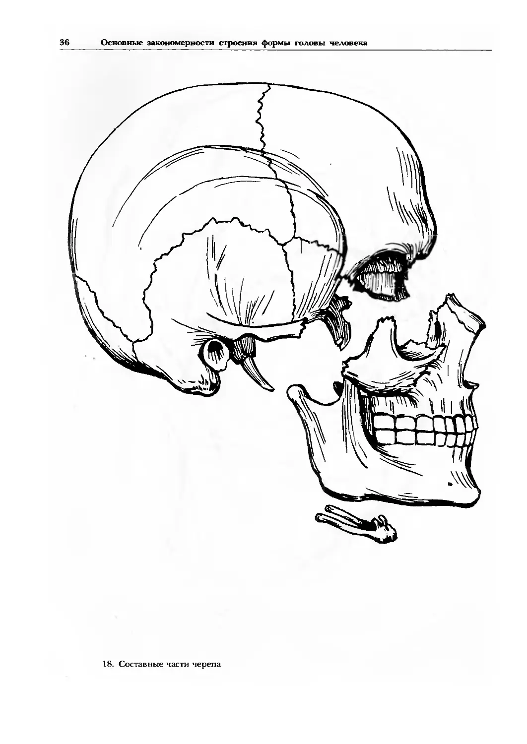 Обобщенный рисунок. Ростовцев рисование головы человека. Голова человека рисунок карандашом. Рисование головы человека н н Ростовцев. Строение головы.