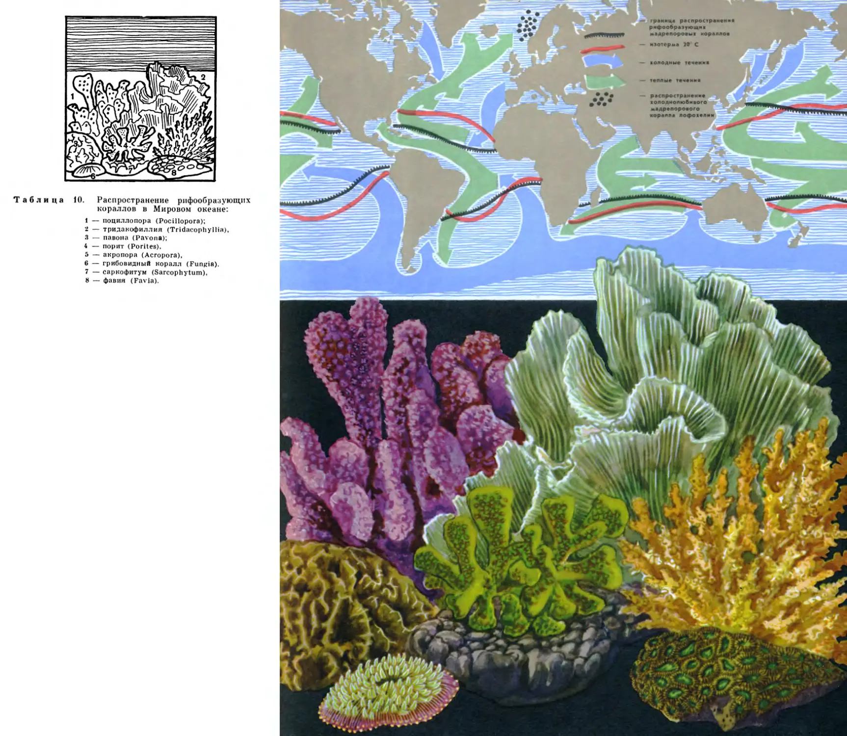 10. Распространение рифообразующнх кораллов в Мировом океане