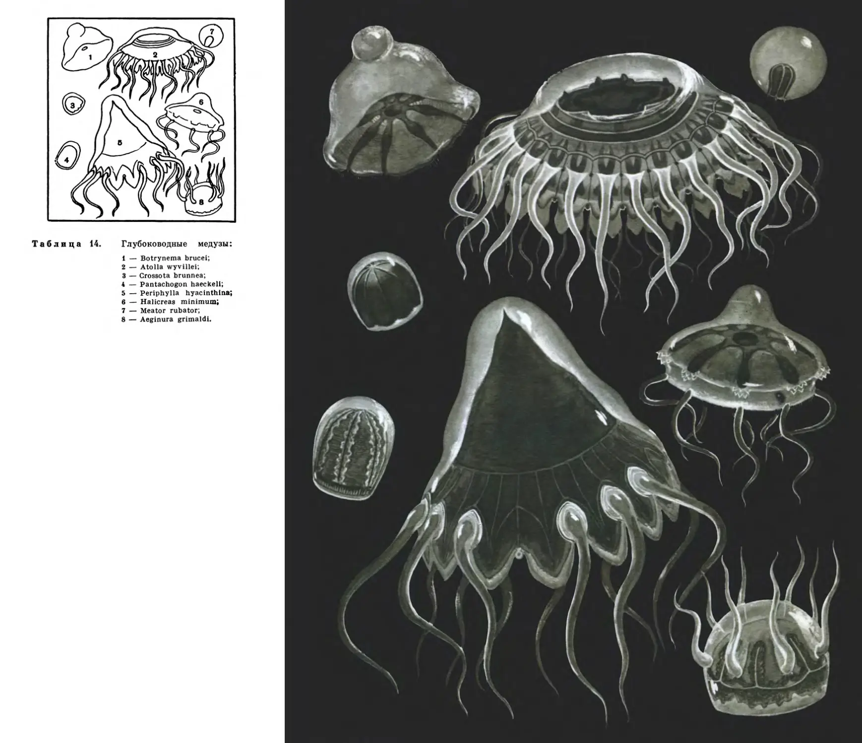 14. Глубоководные медузы