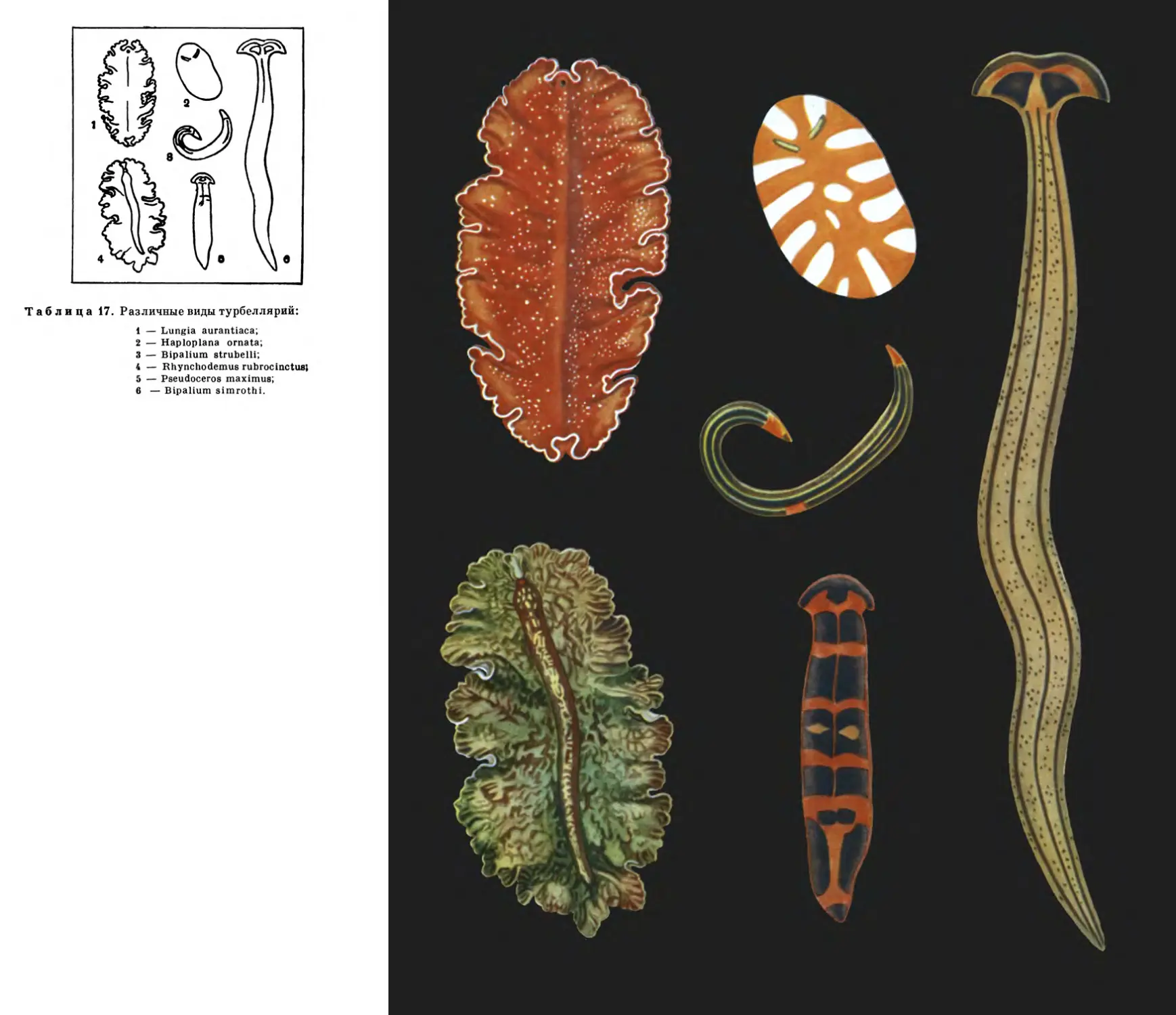Тип плоские черви примеры животных. Ресничные черви турбеллярии. Ресничные черви паразиты. Плоские черви Ресничные черви. Тип плоские черви турбеллярии.