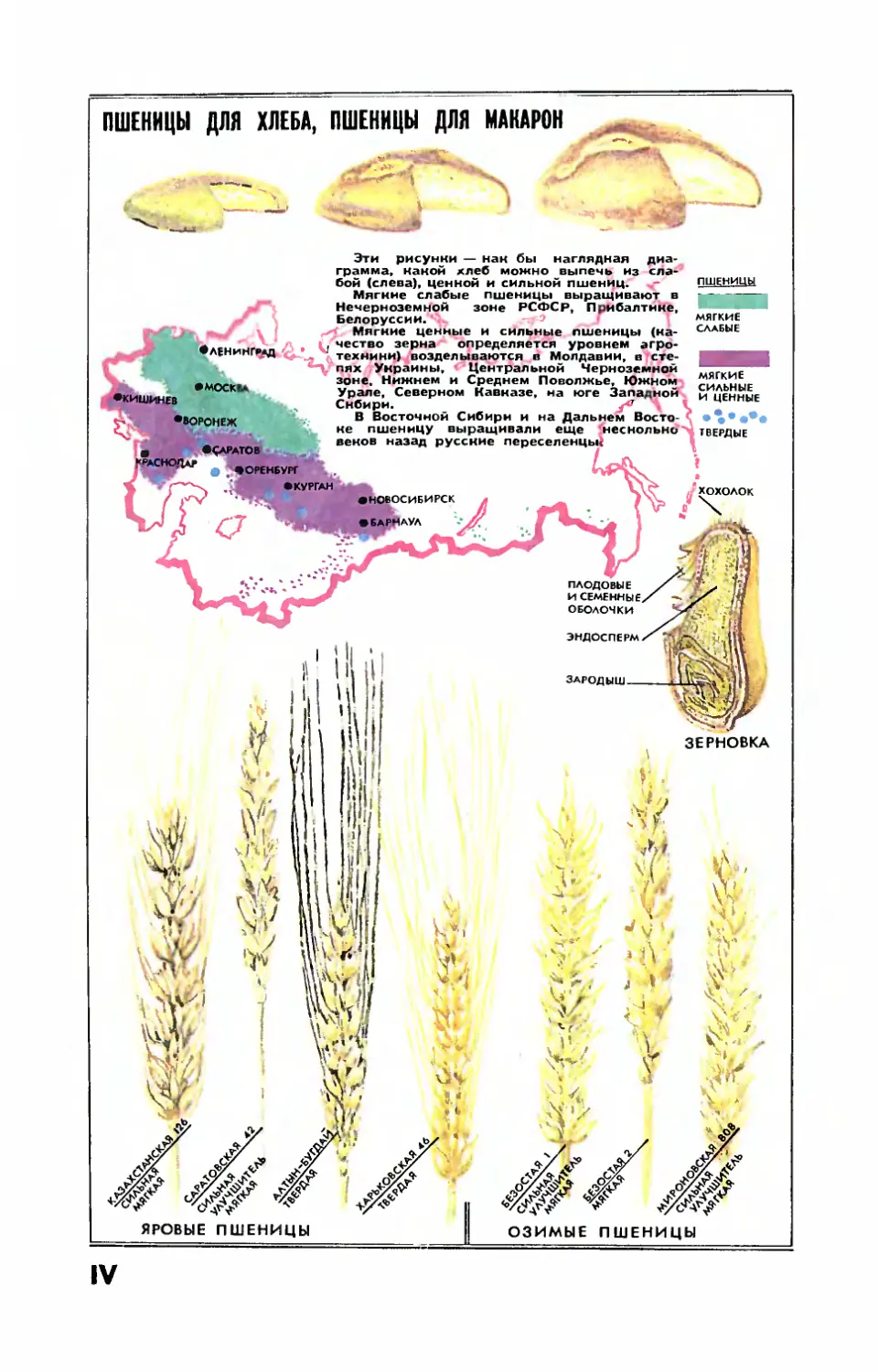 Рис. И. Разиной — Пшеницы для хлеба, пшеницы для макарон.
