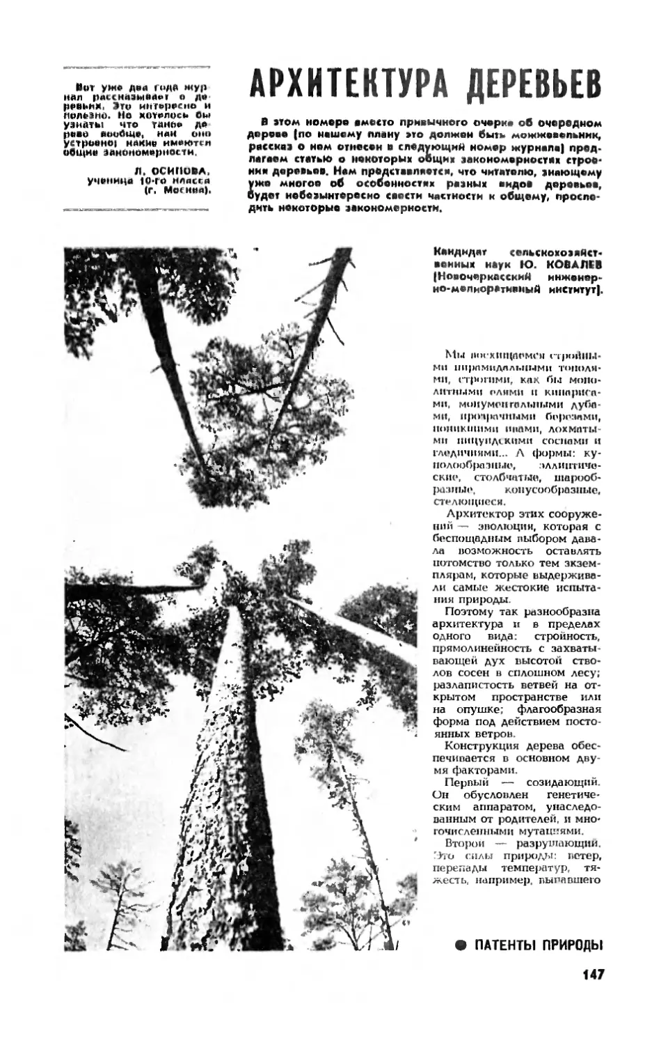 Ю. КОВАЛЕВ, канд. сельхоз. наук — Архитектура деревьев