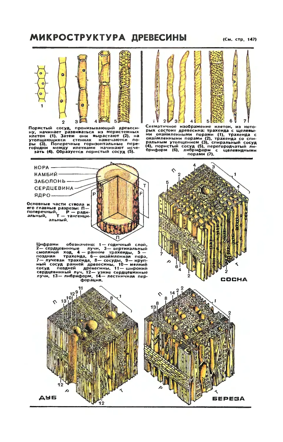 Рис. З. Флоринской — Микроструктура древесины.
Рис. З. Флоринской — Микроструктура древесины.