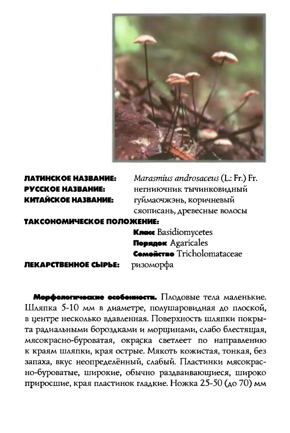 Marasmius androsaceus