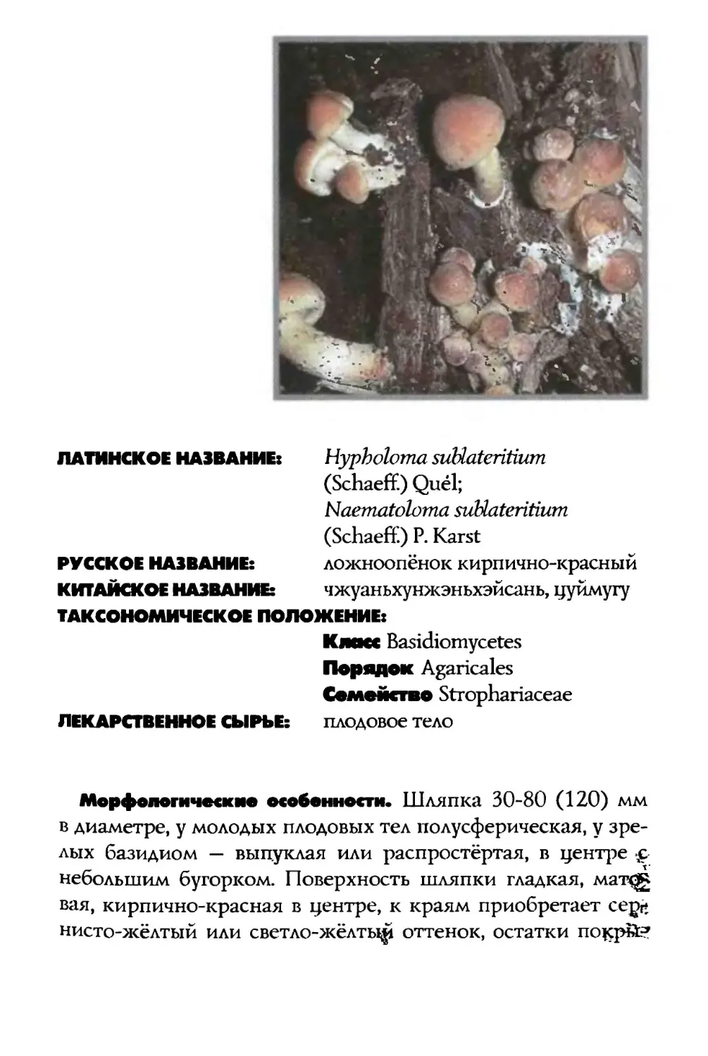 Hypholomo subloteritium