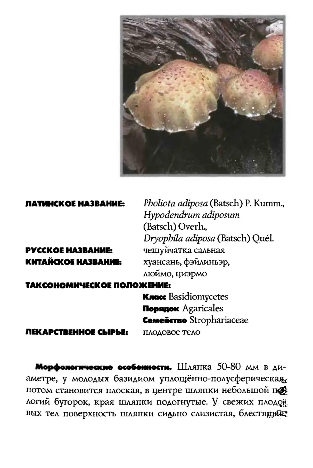 Pholiota adiposa
