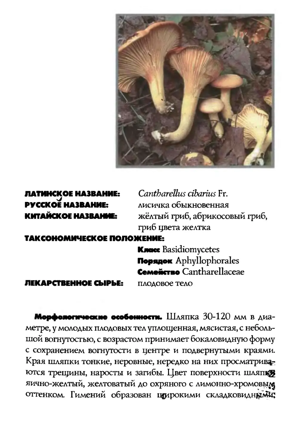 Conthorellus cibohus