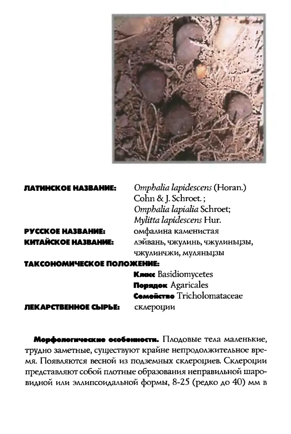 Omphalia lapidescens