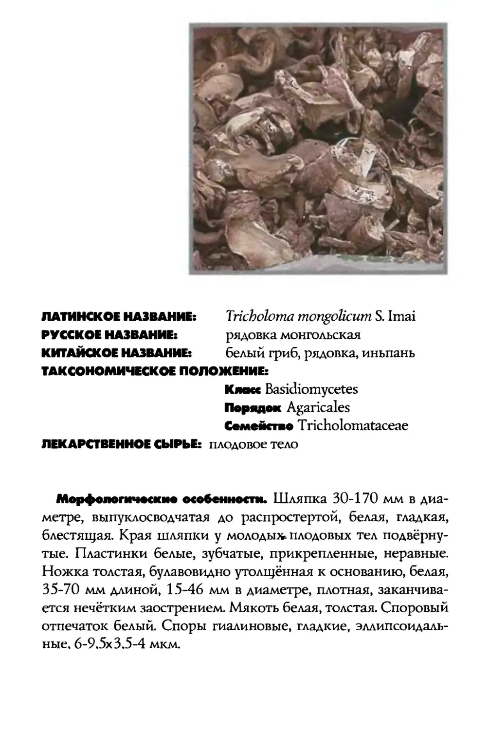 Tricholoma mongolicum
