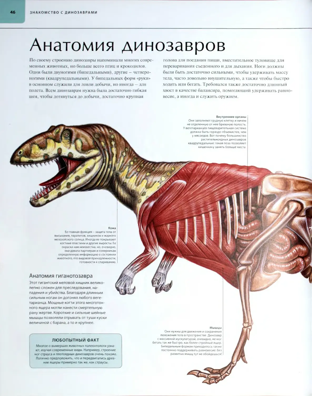 Анатомия динозавров