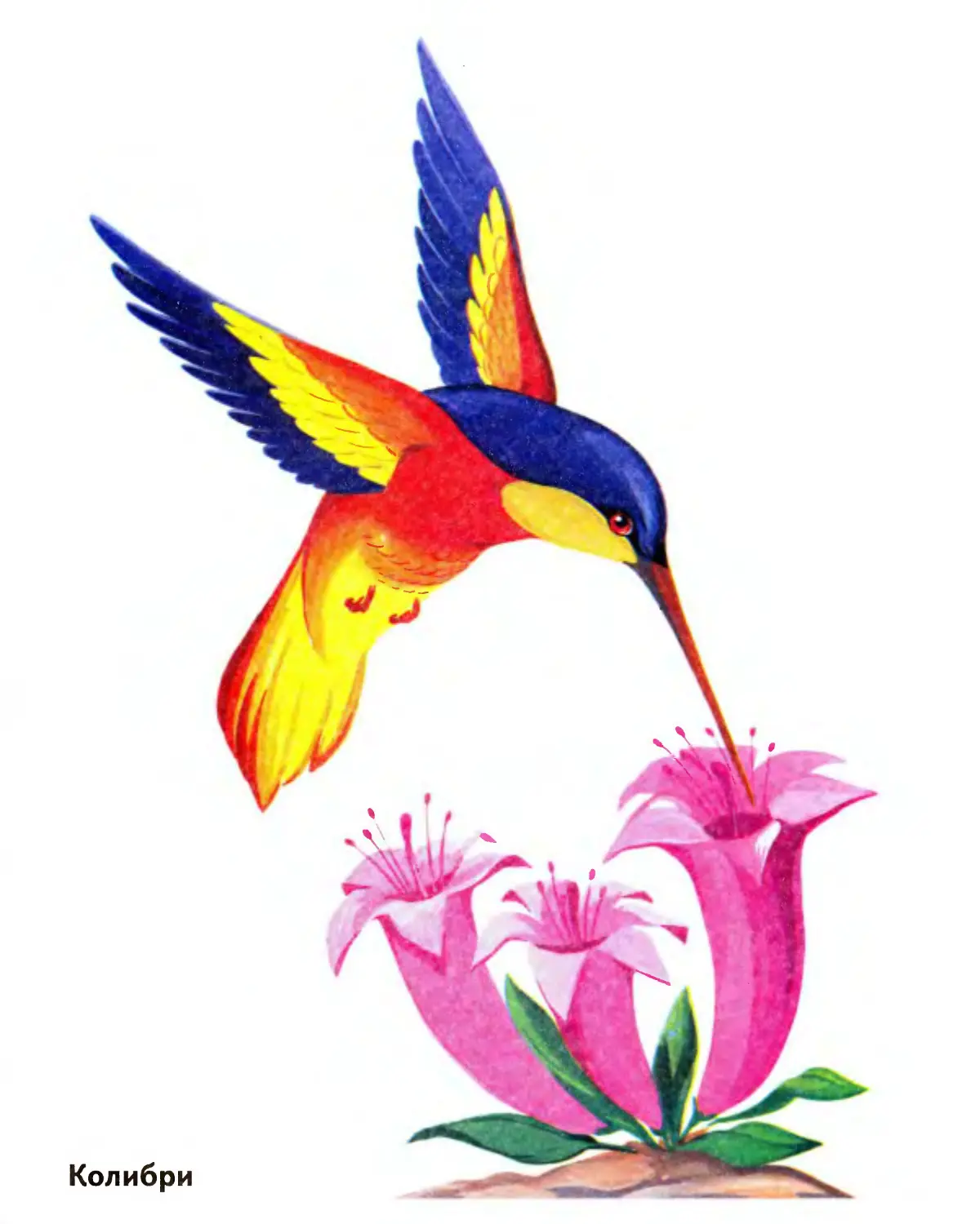Колибри детская иллюстрация