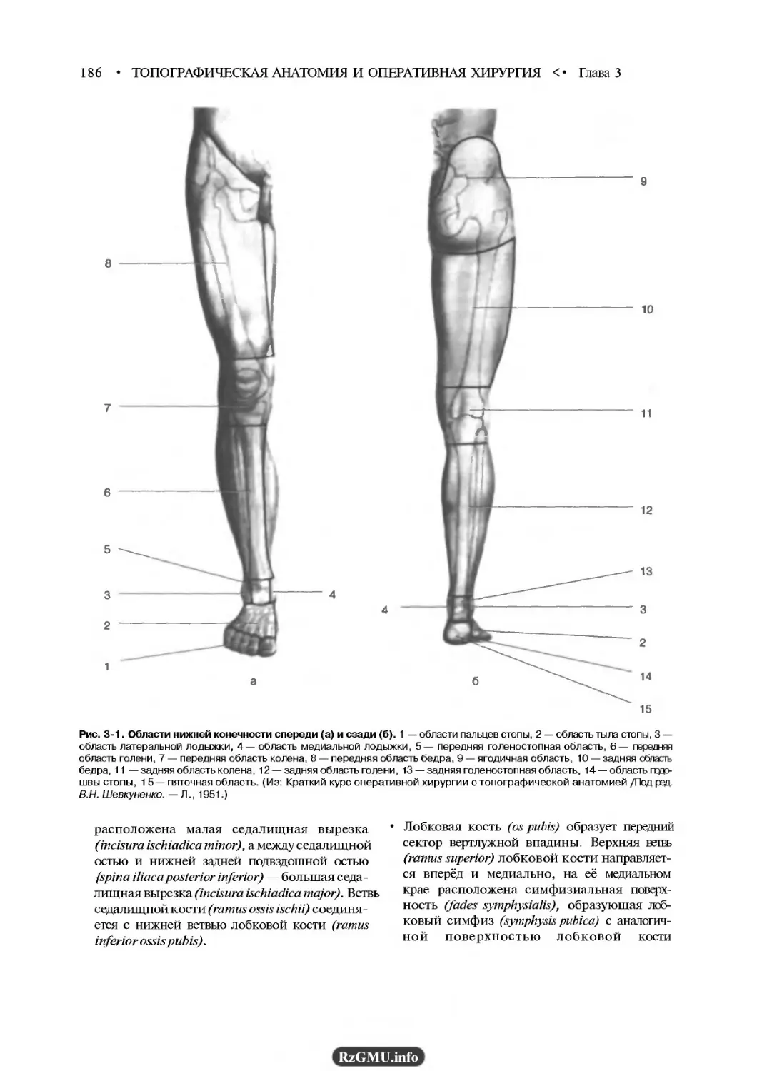 Анатомия нижних конечностей человека