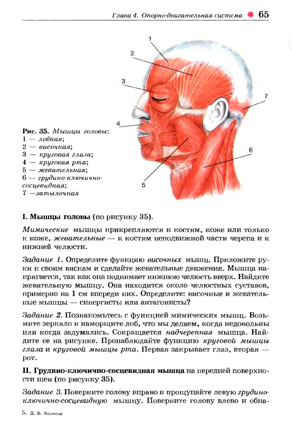 Определить затылок. Мышцы головы человека 8 класс биология. Мышцы головы и шеи таблица. Мышцы головы схема. Основные группы мышц головы.