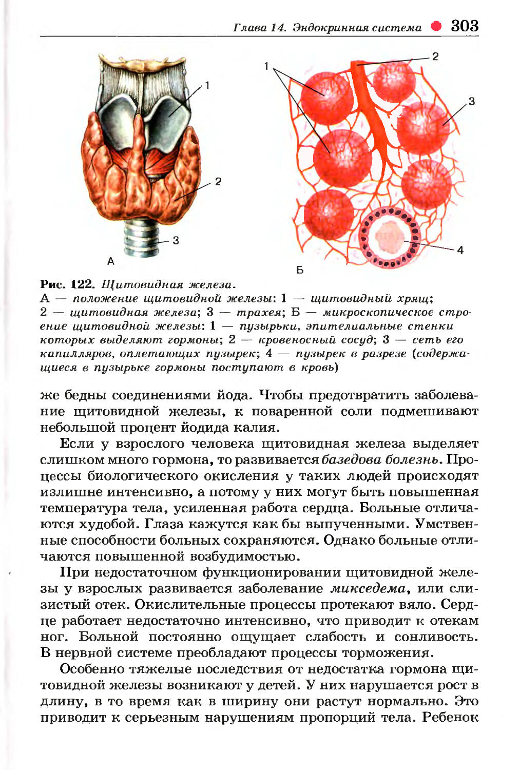 Щитовидная железа биология 8 класс. Строение щитовидной железы человека анатомия. Внутреннее строение щитовидной железы. Строение щитовидной железы биология 8 класс. Анатомическое строение щитовидной железы кратко.