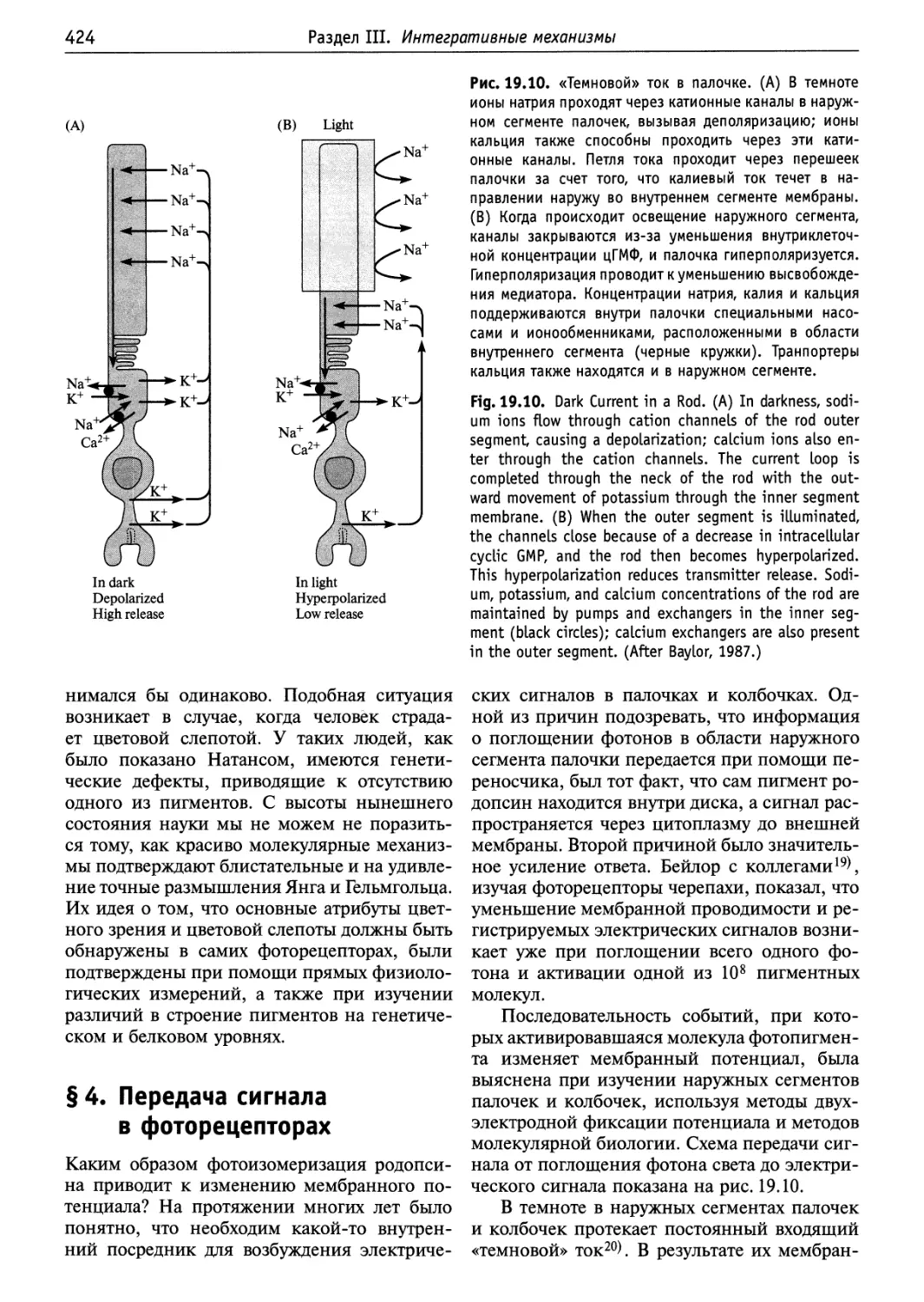 §4. Передача сигнала в фоторецепторах