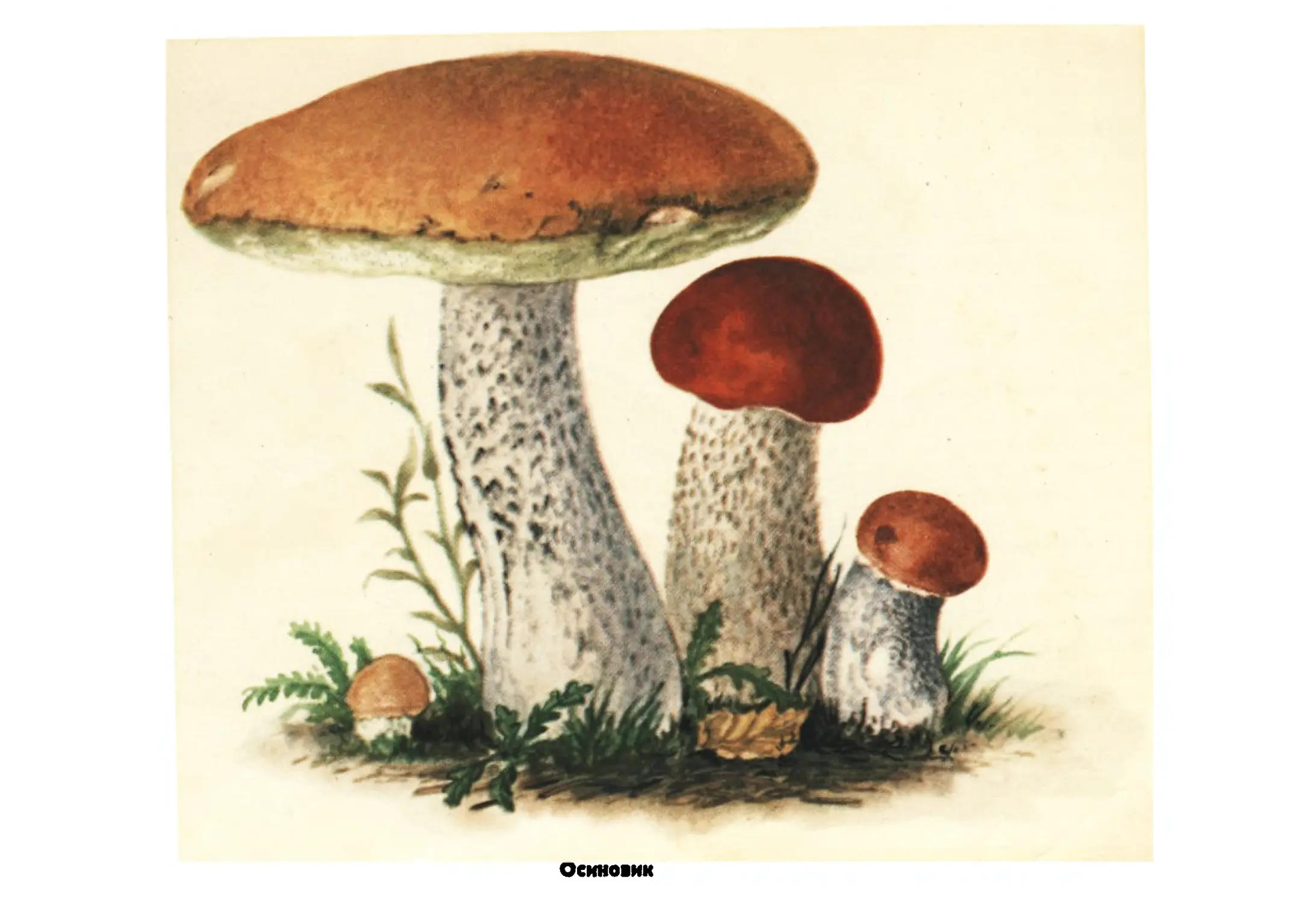 картинки грибов для малышей