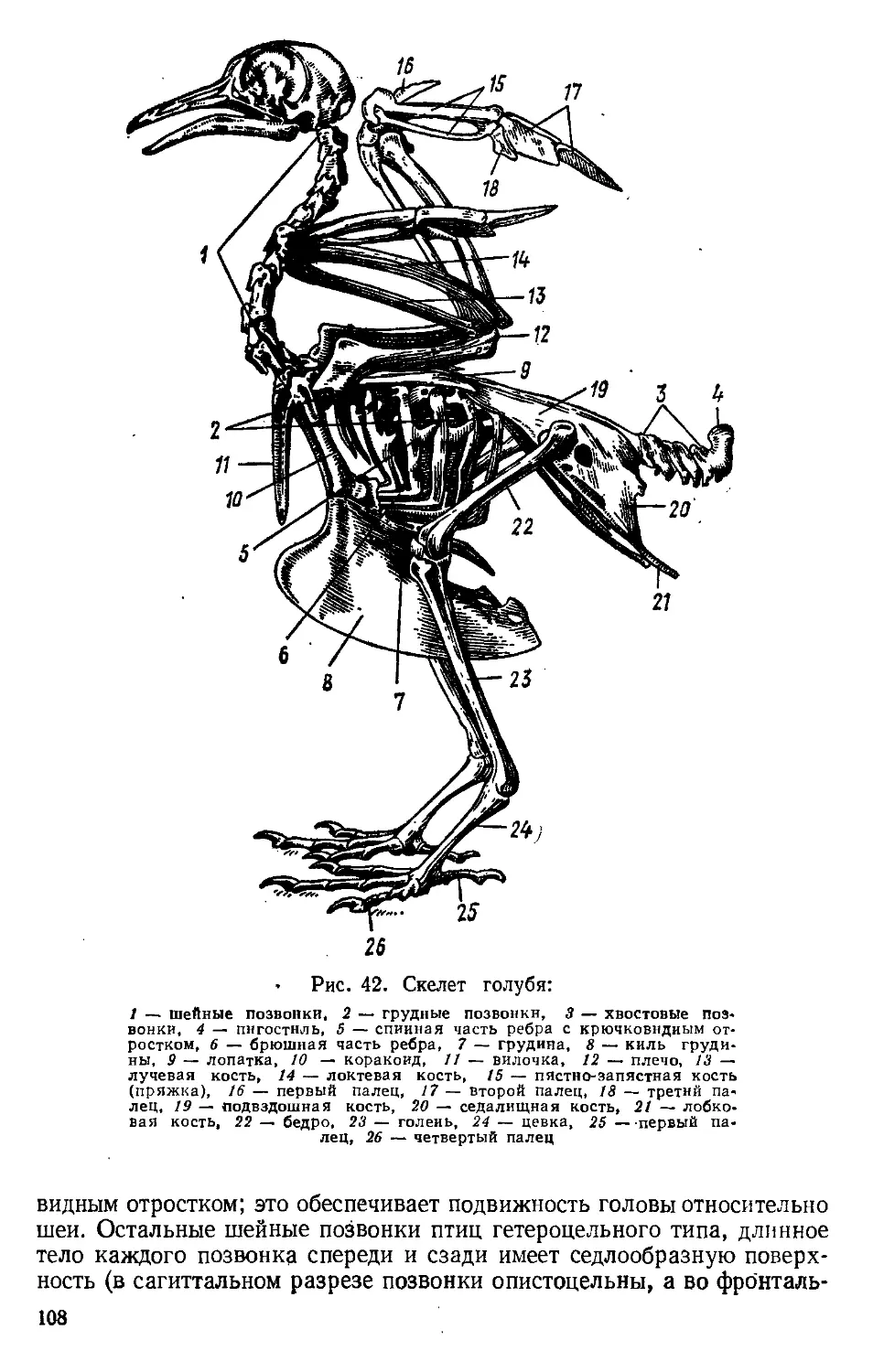 Скелет передней конечности птиц состоит из. Скелет сизого голубя биология. Скелет туловища сизого голубя. Скелет поясов конечностей птиц. Скелет туловища птицы сбоку.