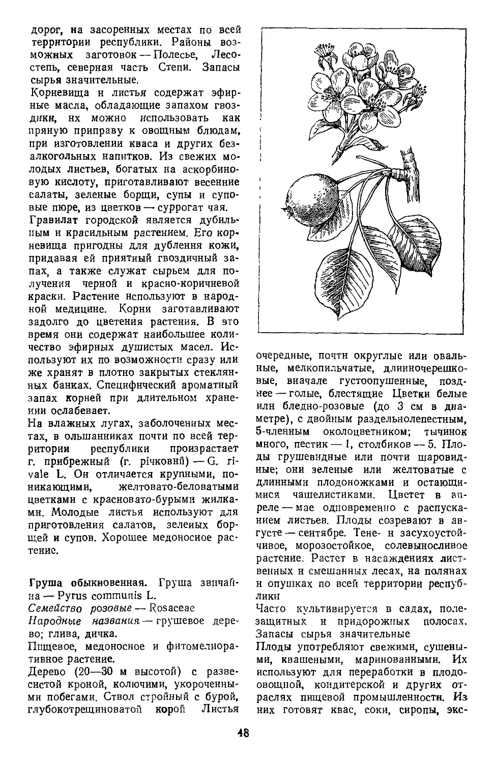 Груша обыкновенная