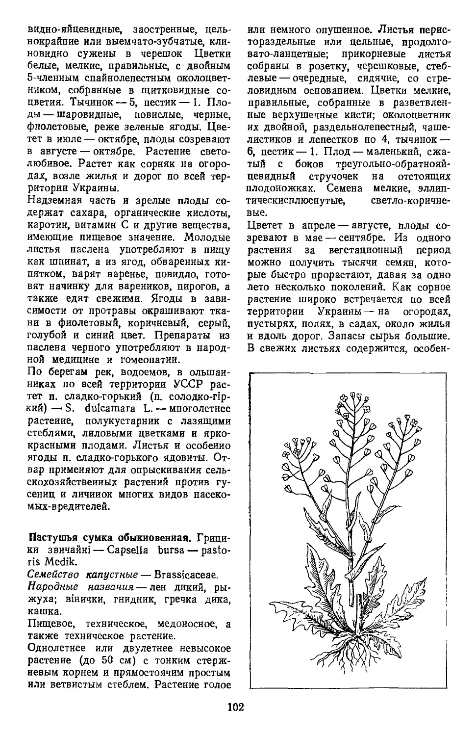 Пастушья сумка обыкновенная