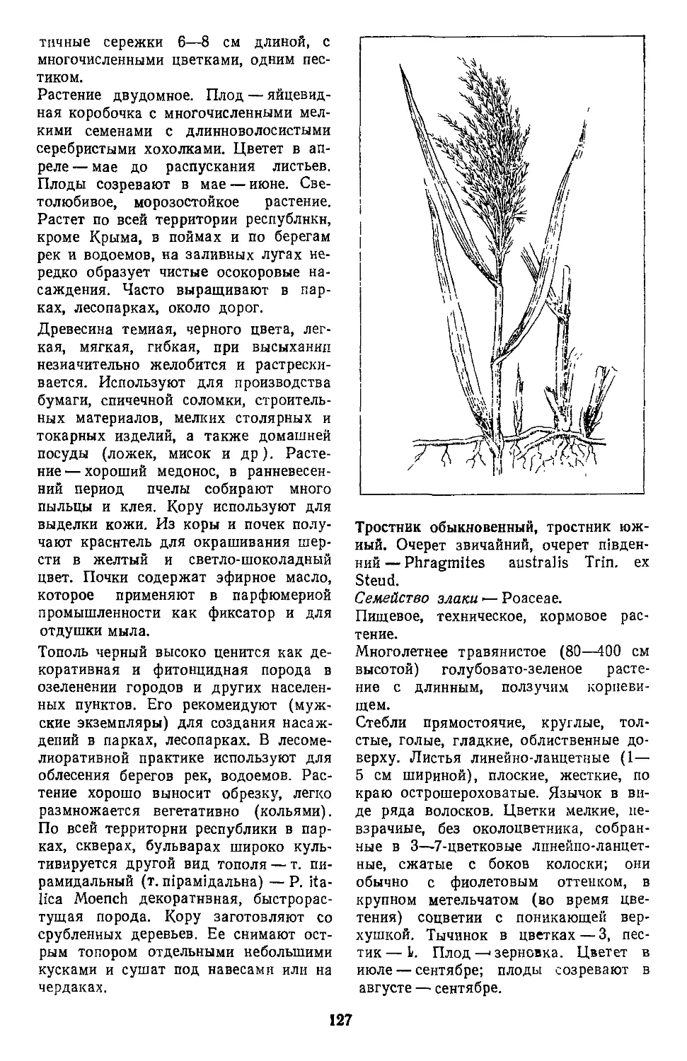 Тростник обыкновенный