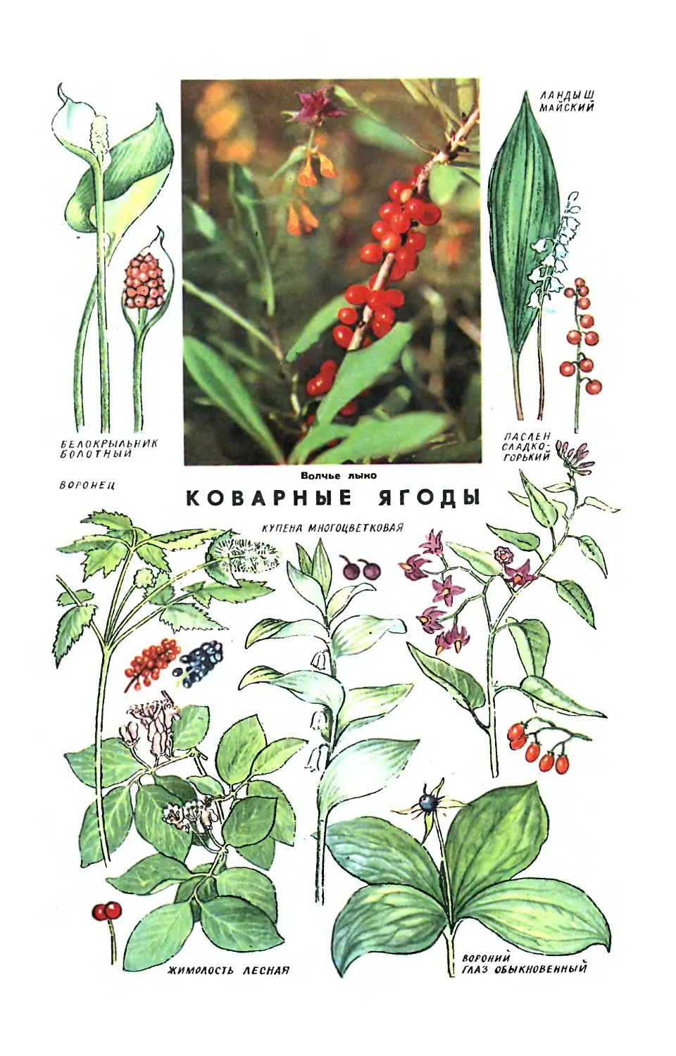 Рис. М. Аверьянова, фото И. Константинова — Коварные ягоды.