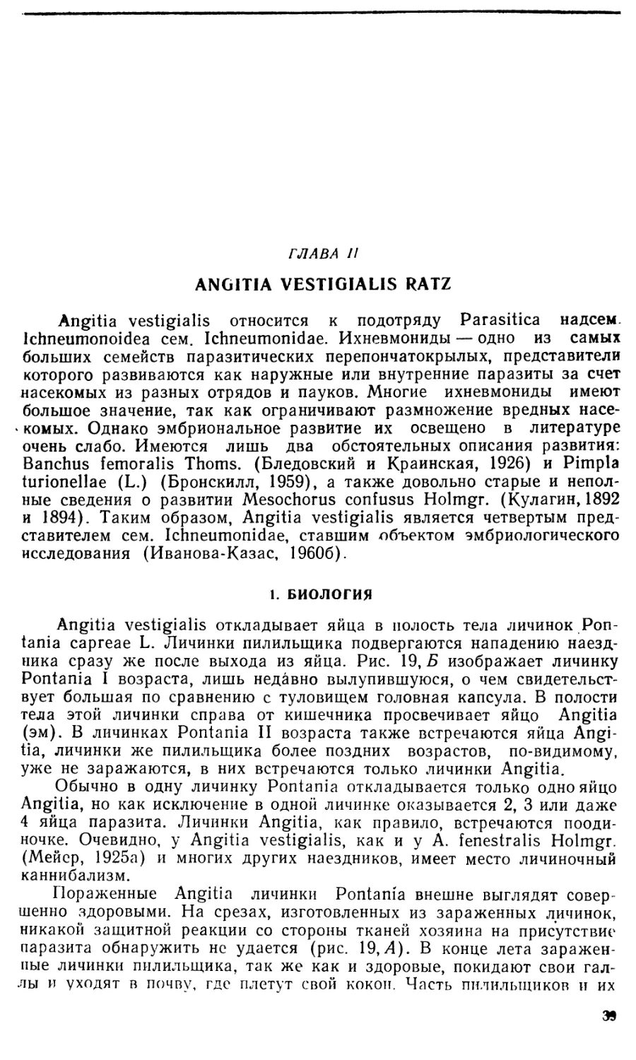 Глава II. Angitia vestigialis Ratz.
