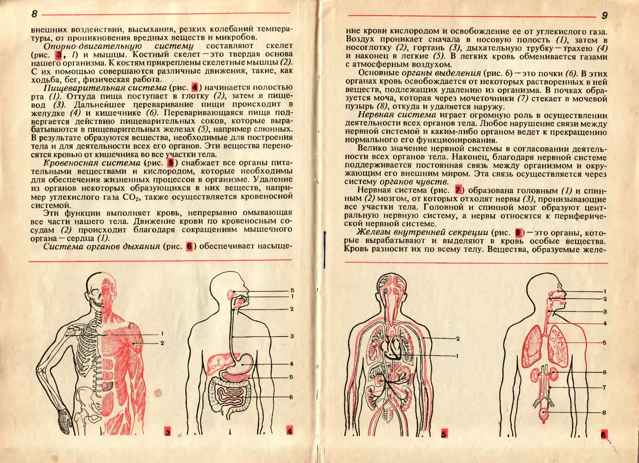 Анатомия физиология читать. Человек анатомия физиология гигиена 8 кл. Человек: анатомия, физиология и гигиена. Учебник для 8 кл.. Анатомия человека учебник 8 класс. Советский учебник по анатомии.