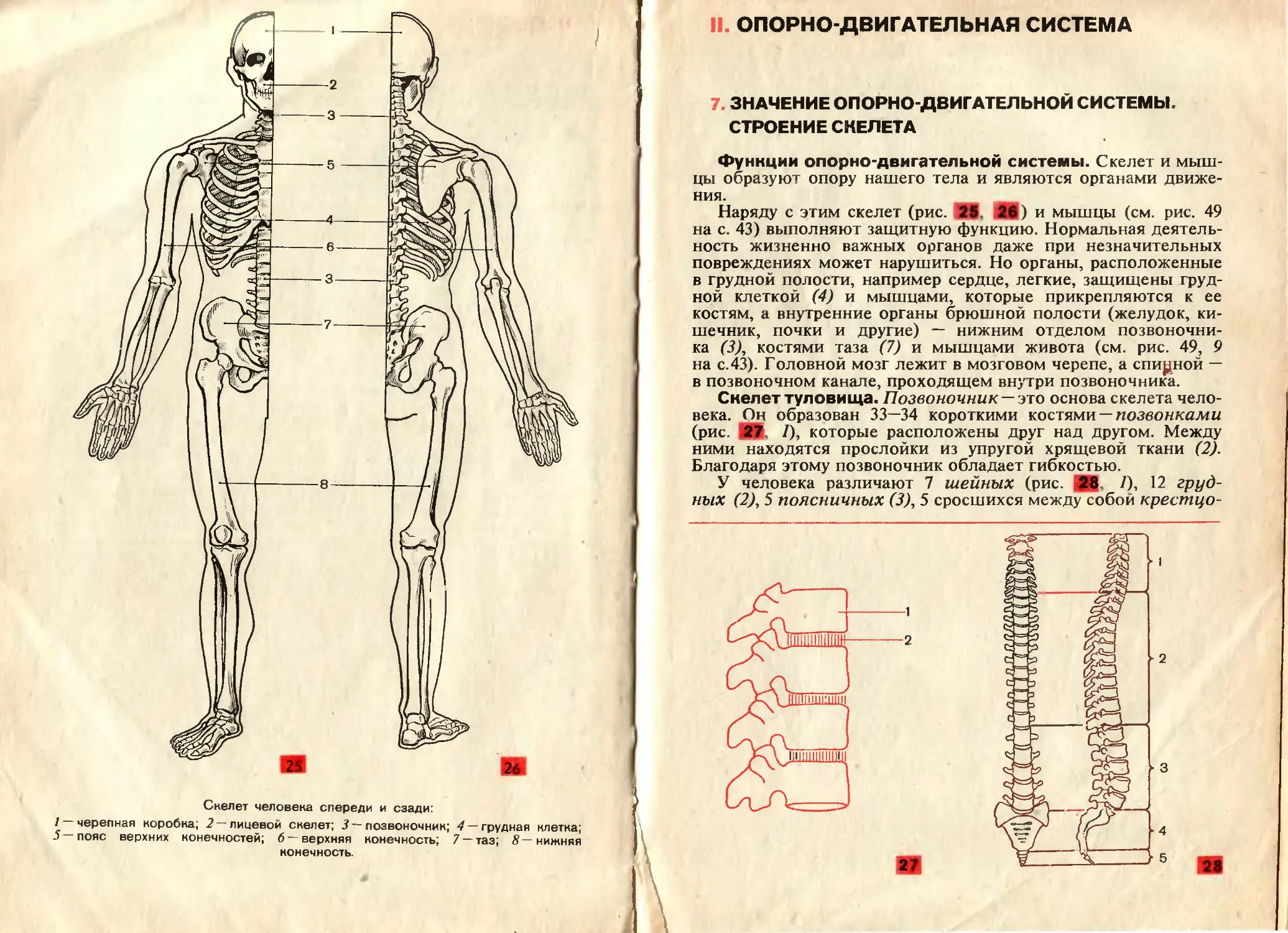 Анатомия человека пособия