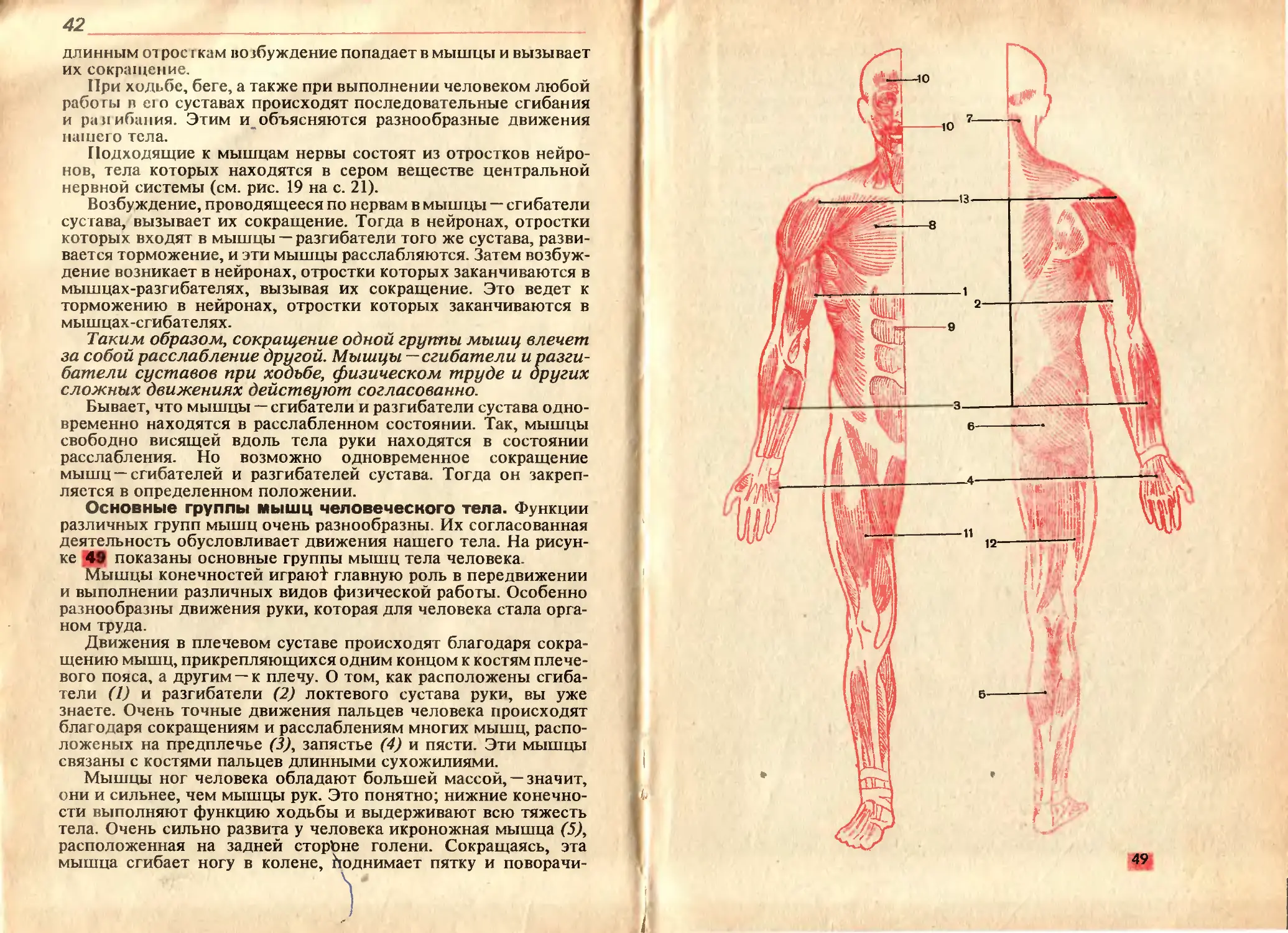 Биология 8 лабораторная работа мышцы человеческого тела. Анатомия человека учебник 8 класс. Человек из учебника анатомии. Рабочая тетрадь по анатомии и физиологии человека. Анатомия человека физиология человека гигиеной.