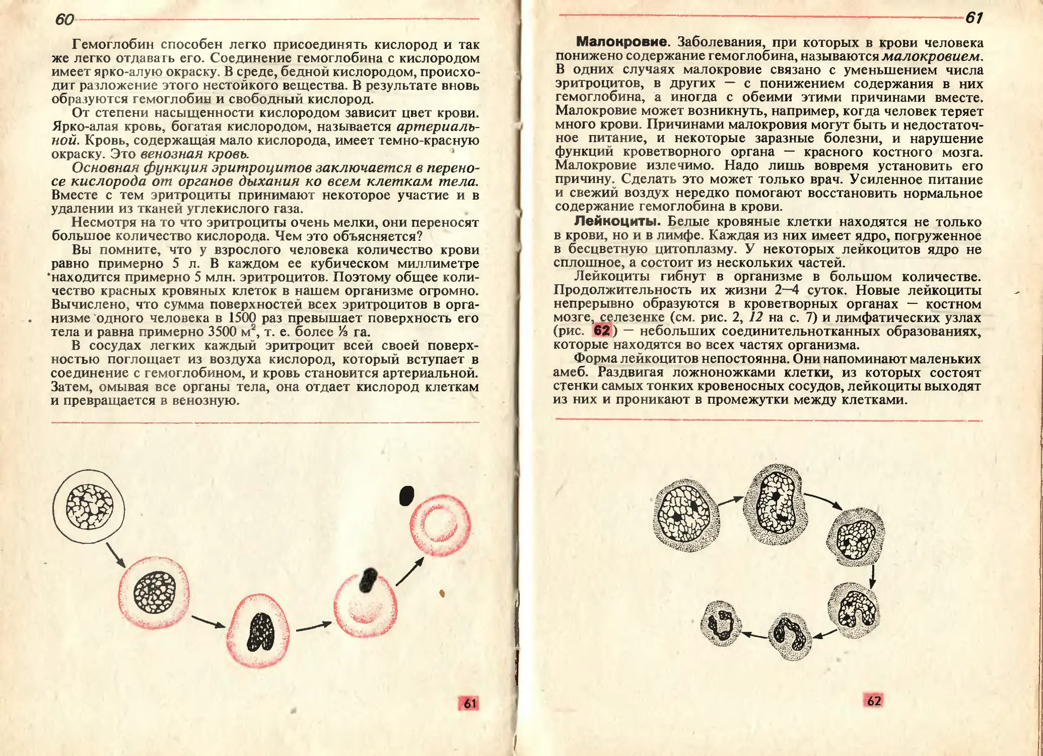 Анатомия физиология читать. Учебник по анатомии и физиологии человека 8 класс. Советский учебник по анатомии. Анатомия физиология и гигиена человека учебник 8 класс читать онлайн. Анатомия физиология и гигиена человека учебник 9 класс.